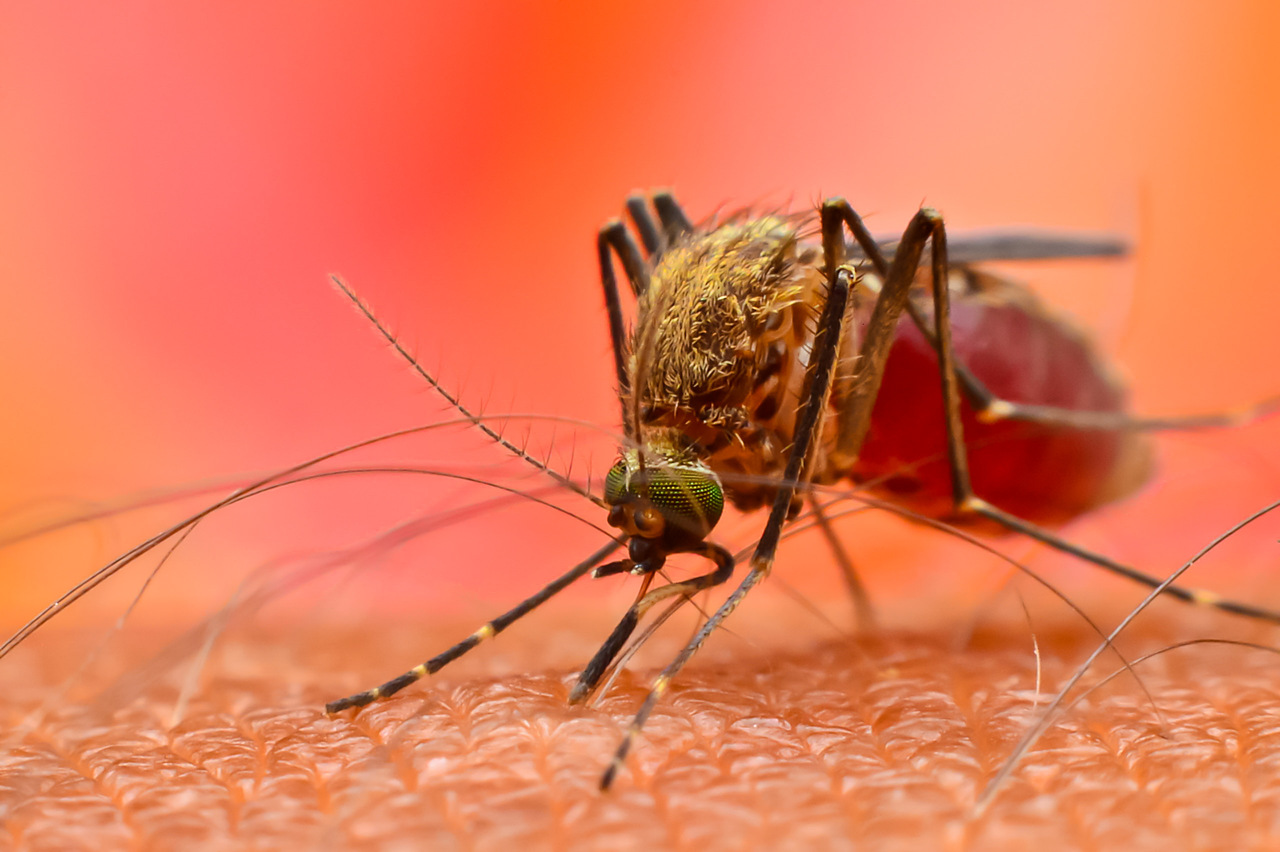 Como se prevenir da dengue?